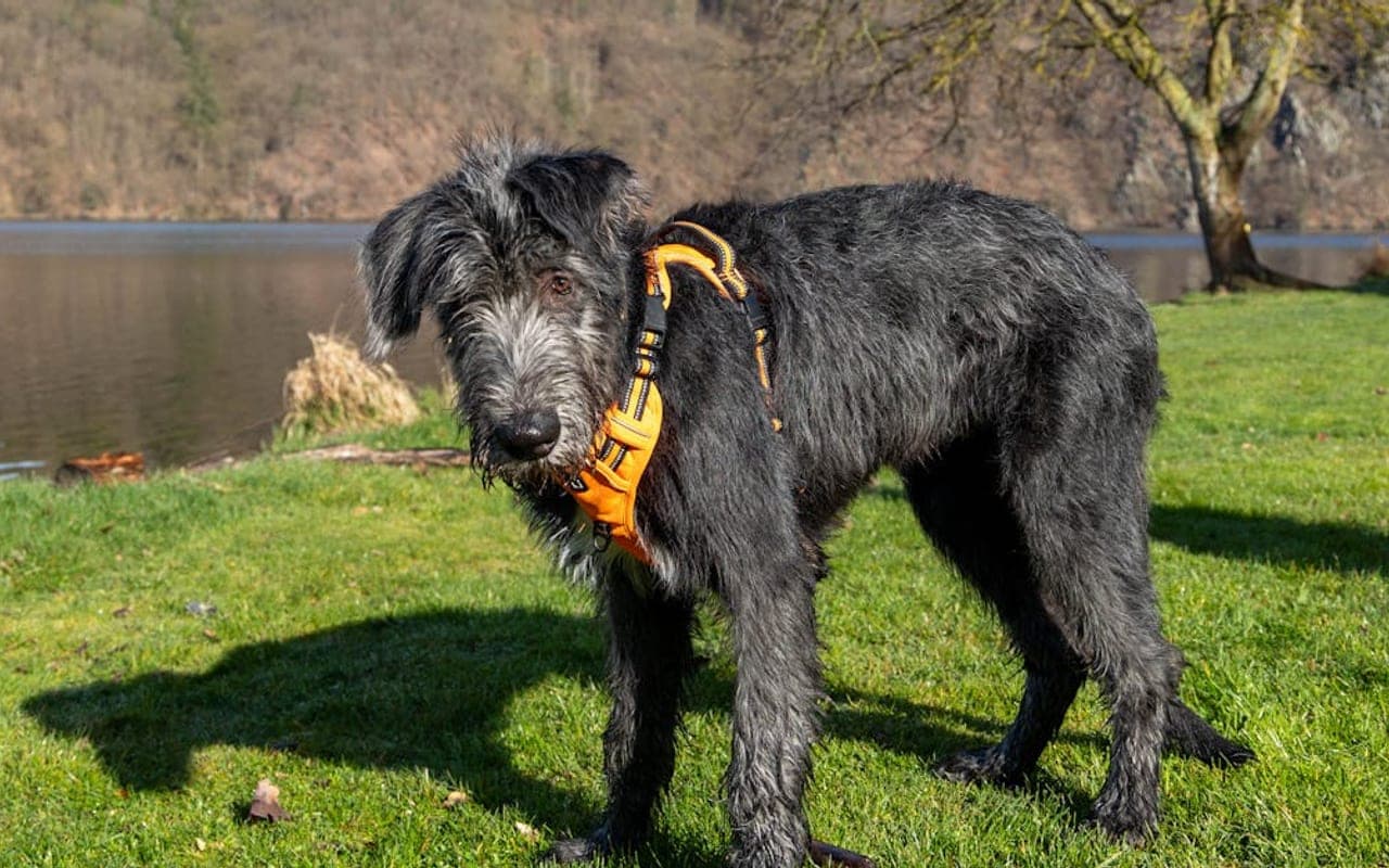 Irish Wolfhound — gallery 2