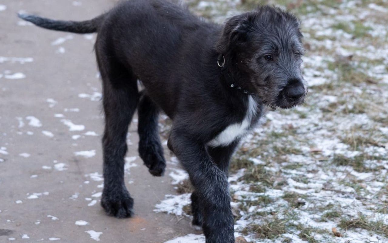 Irish Wolfhound — gallery 3
