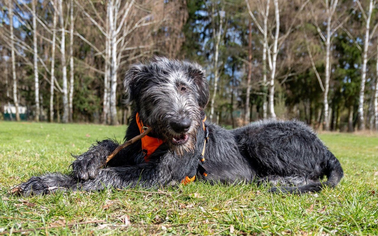 Irish Wolfhound — photo by Josef Holub (Pexels)