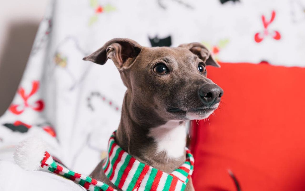 Italian Greyhound