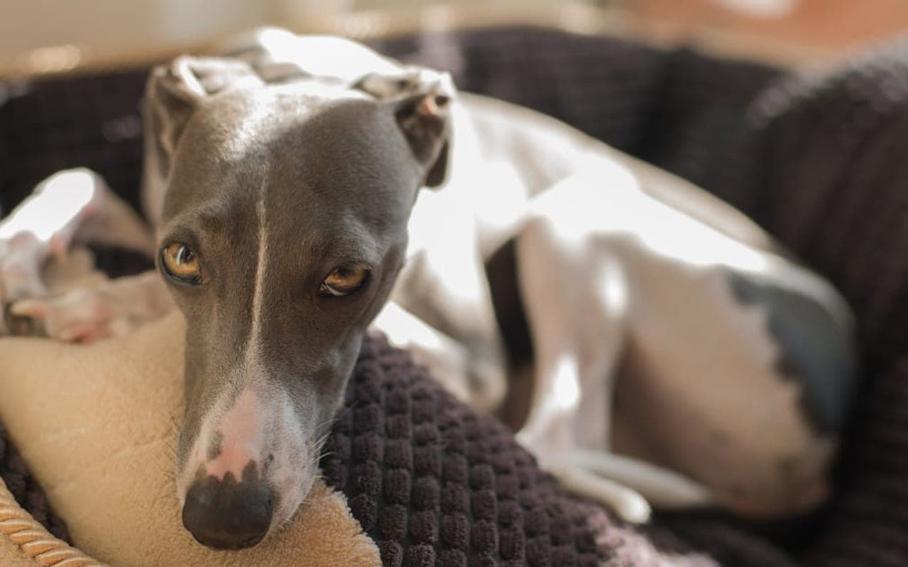 Italian Greyhound — gallery 2