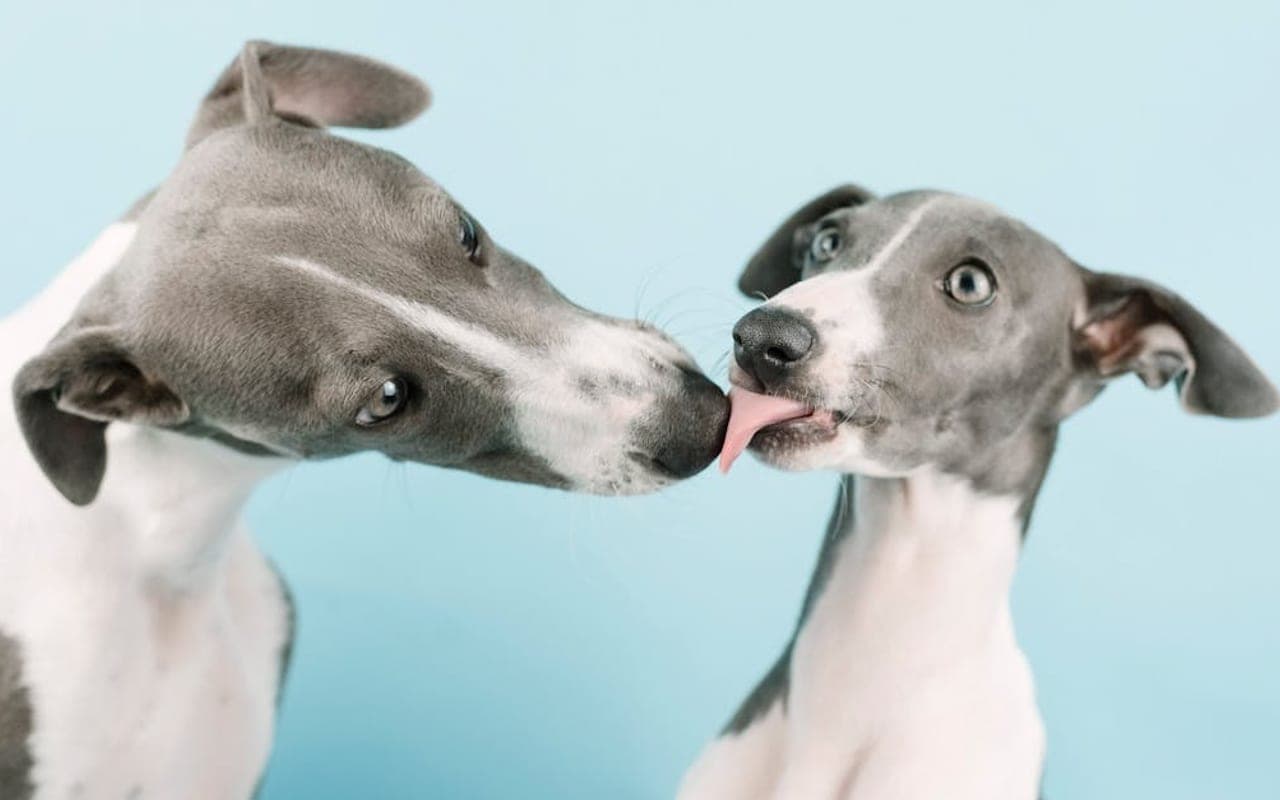 Italian Greyhound — gallery 3
