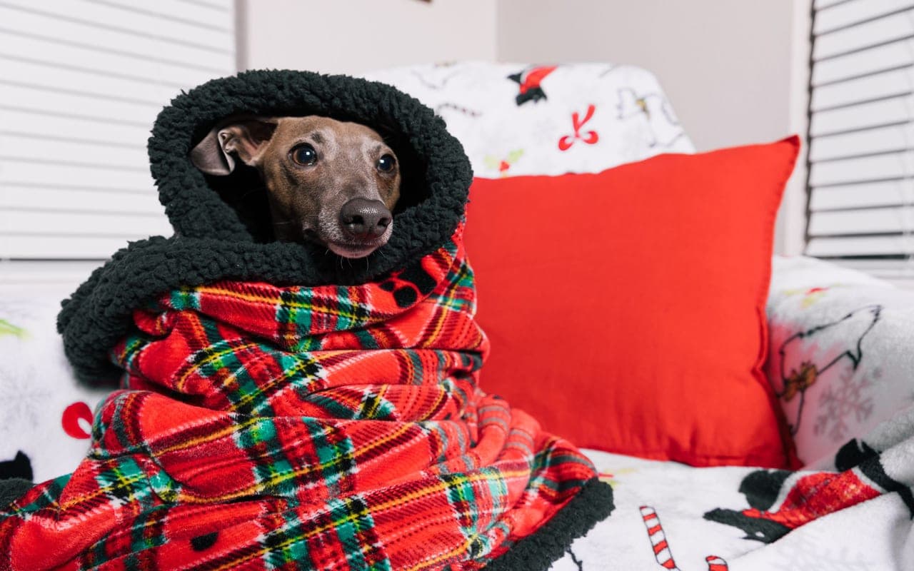 Italian Greyhound — photo by Jacob Sierra (Pexels)