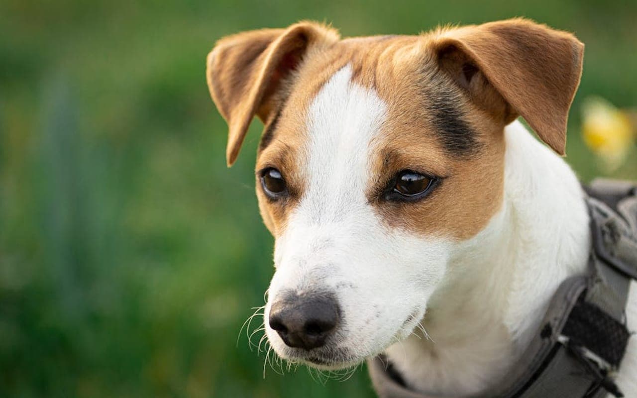 Jack Russell Terrier — gallery 3