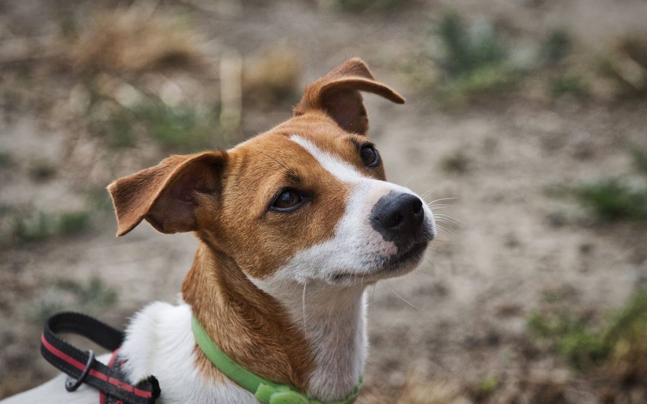 Jack Russell Terrier — photo by Alessandro Ceracchi (Pexels)