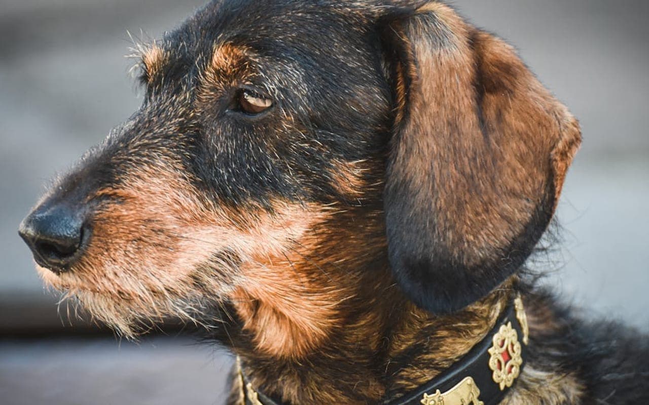 Jagdterrier dog breed