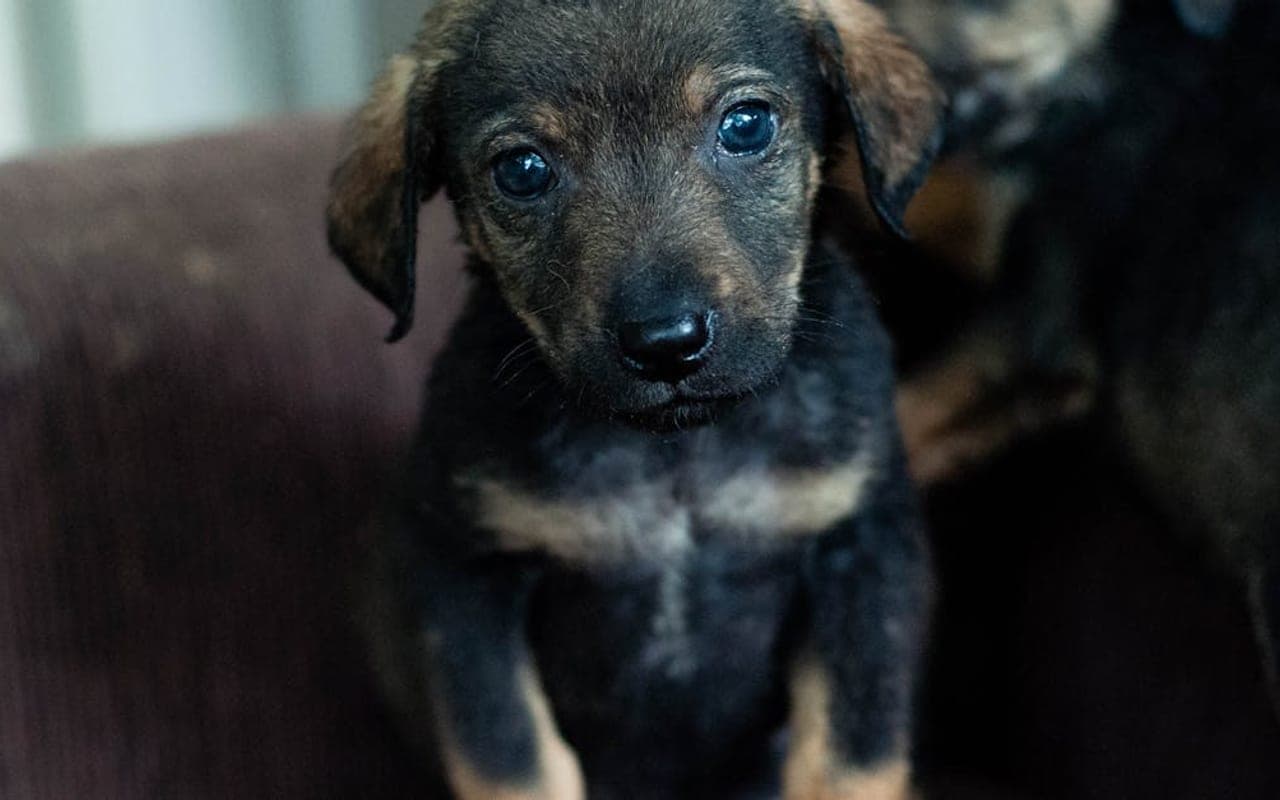 Jagdterrier — gallery 3