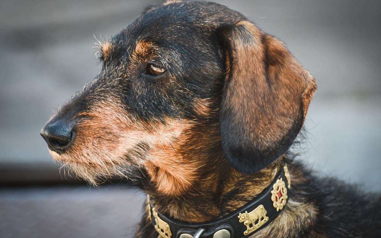 Jagdterrier — photo by Alexas Fotos (Pexels)
