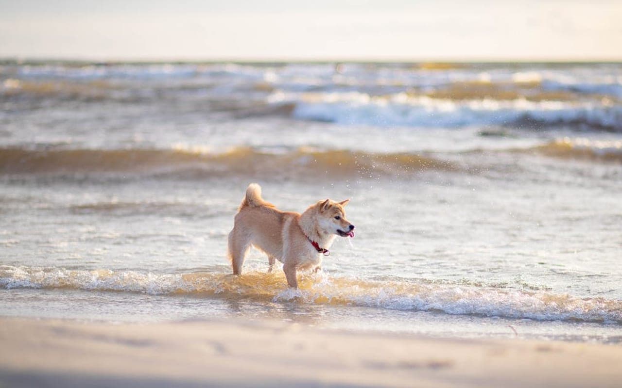 Japanese Akitainu