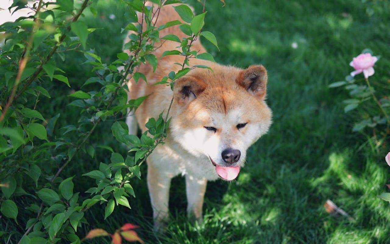 Japanese Akitainu — gallery 2