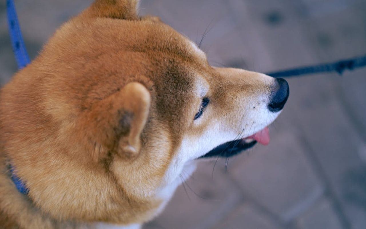 Japanese Akitainu — gallery 3