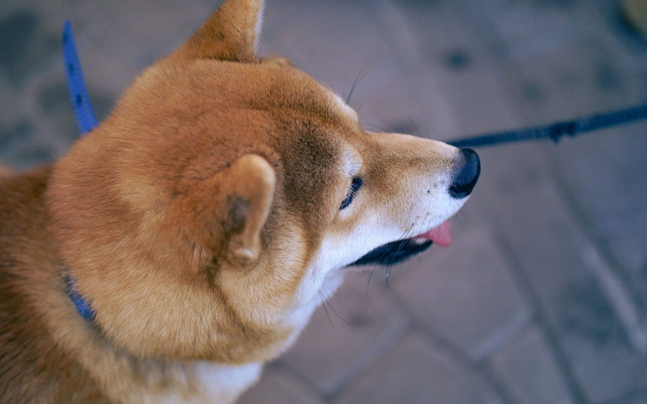 Japanese Akitainu — photo by Nikita Korchagin (Pexels)