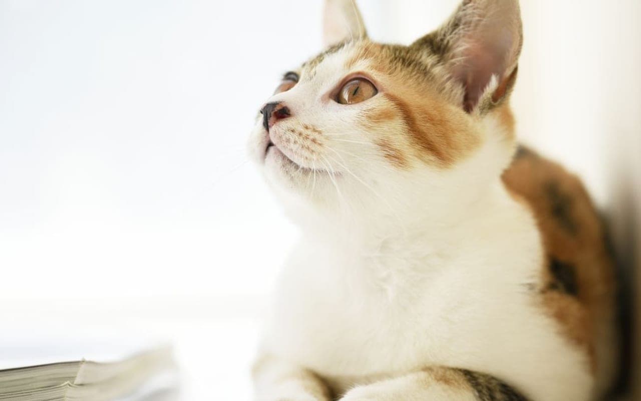 Japanese Bobtail