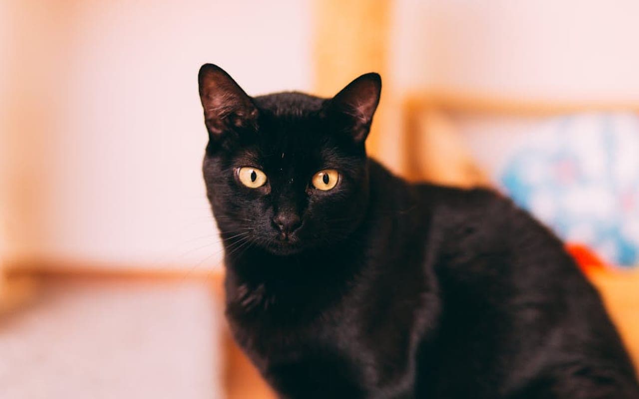 Japanese Bobtail — gallery 2
