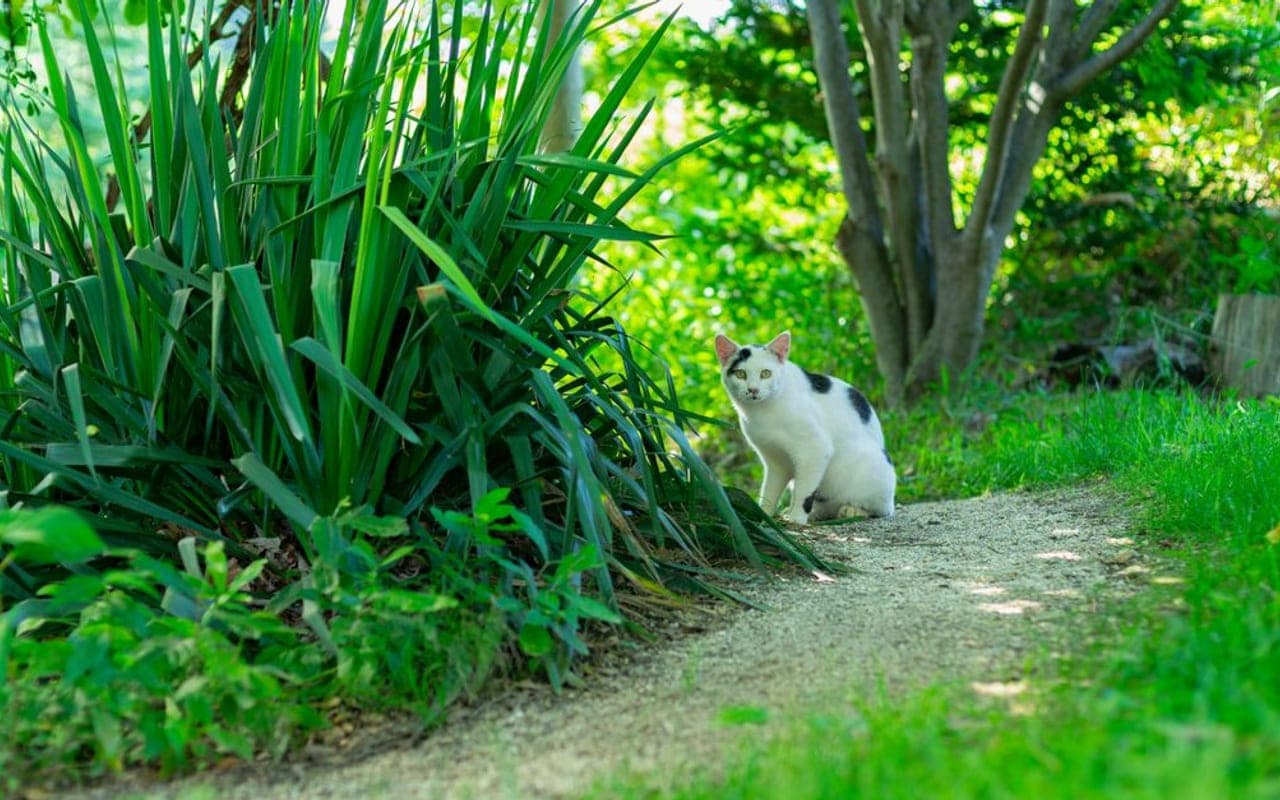 Japanese Bobtail — gallery 3