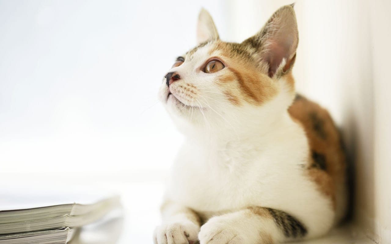 Japanese Bobtail — photo by Cong H (Pexels)
