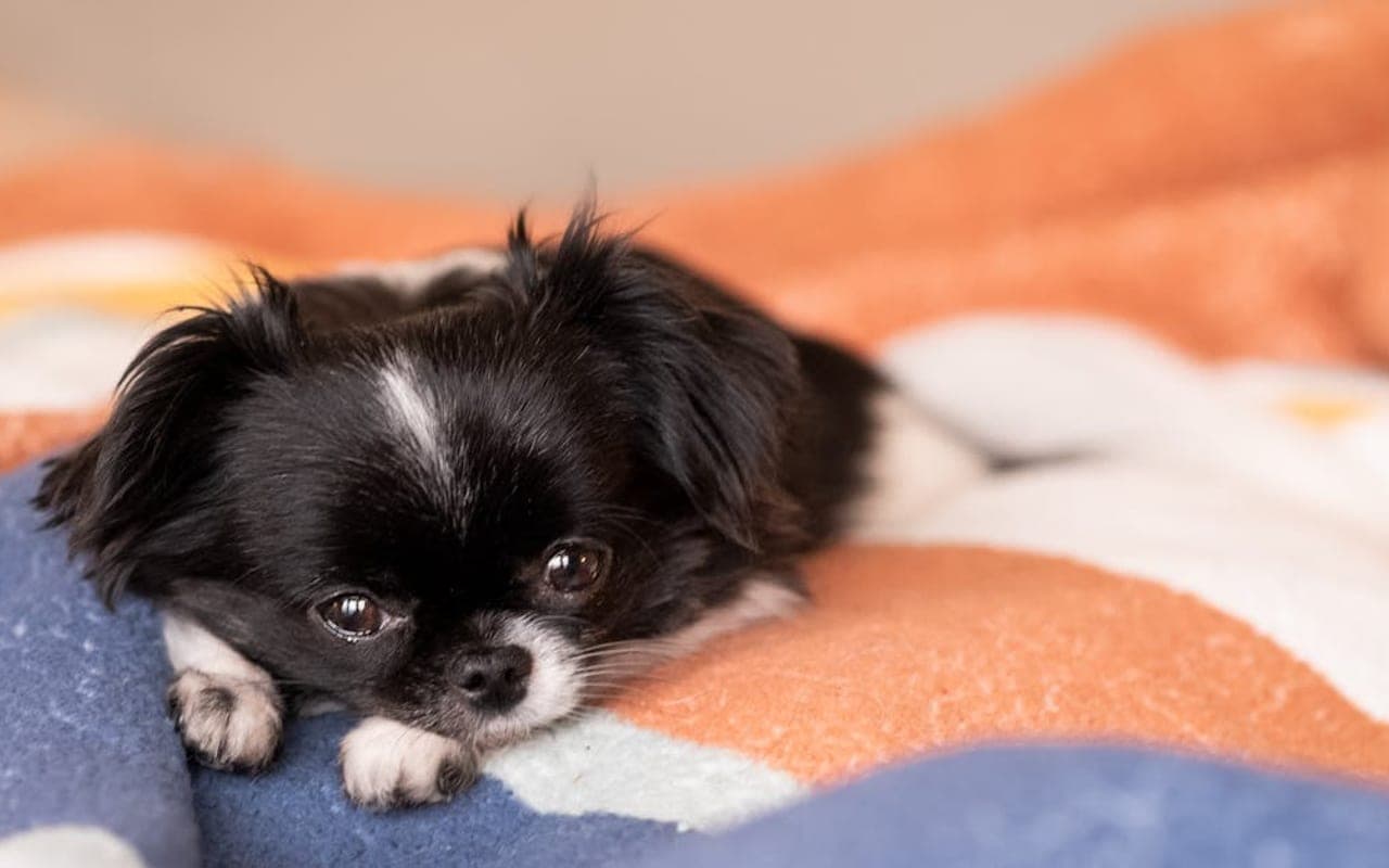 Japanese Chin