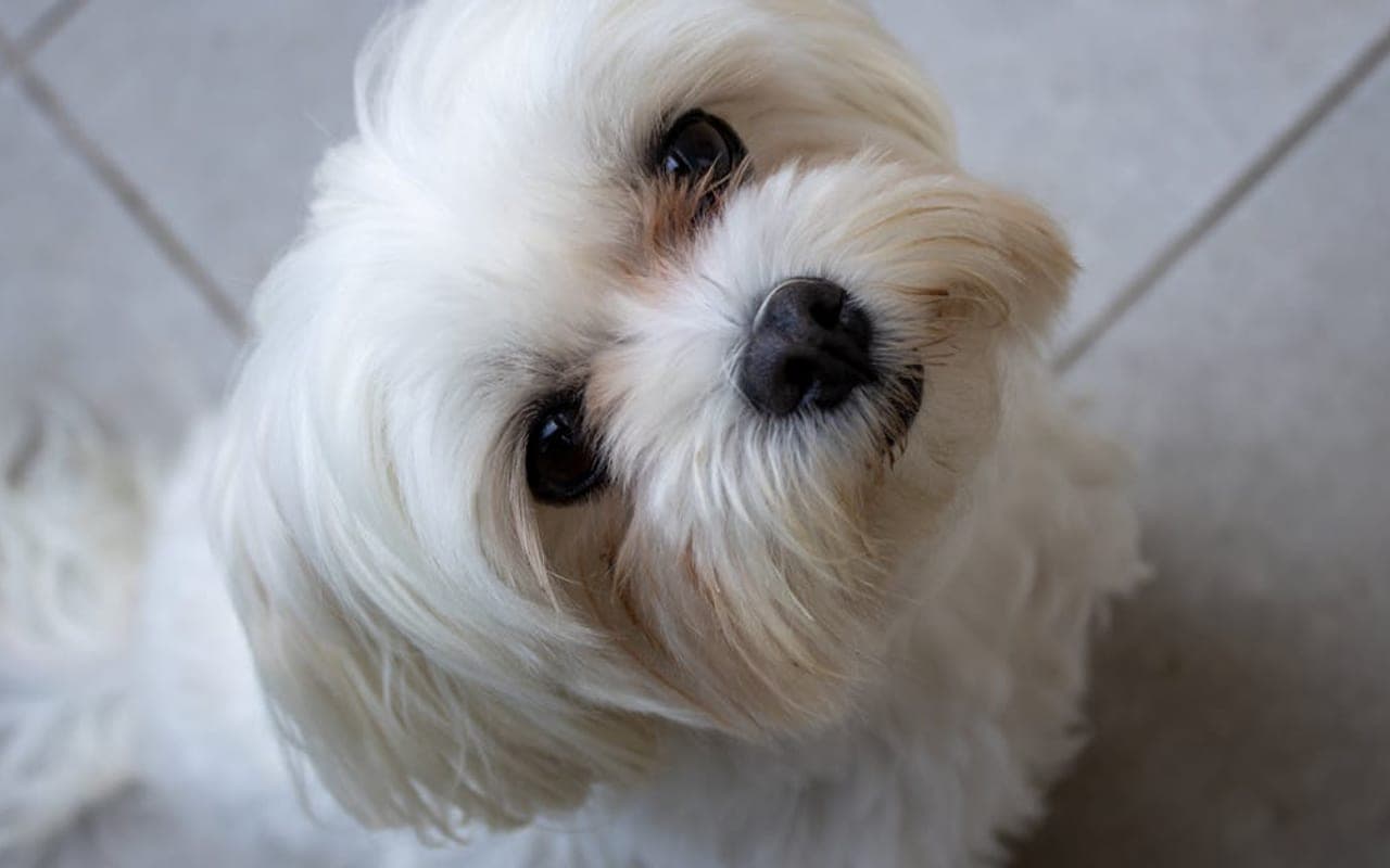 Japanese Chin — gallery 2