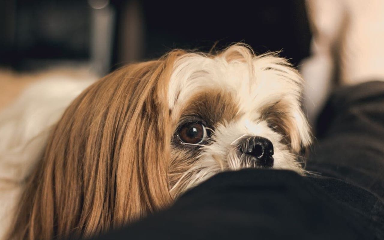 Japanese Chin — gallery 3
