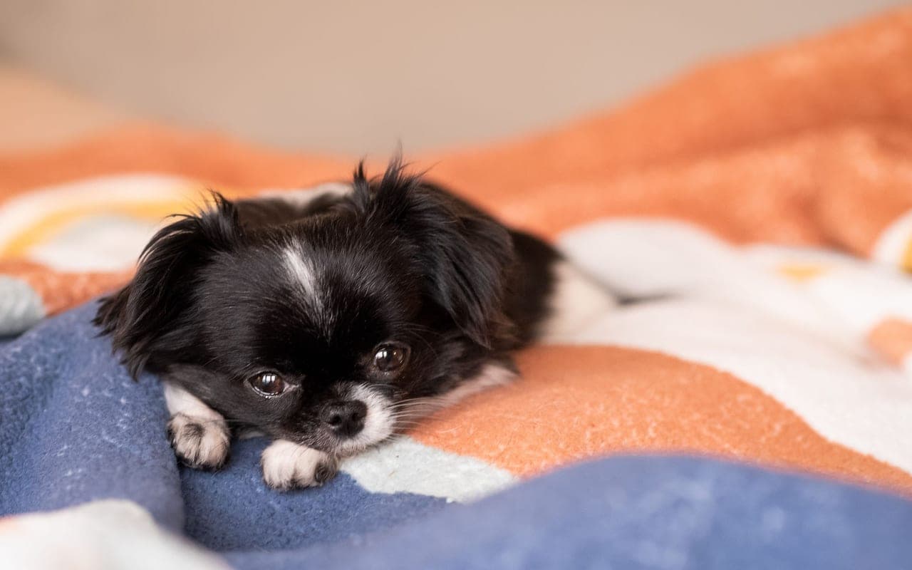 Japanese Chin — photo by Kelly Cormier (Pexels)