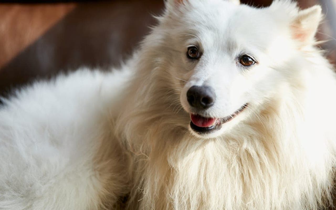 Japanese Spitz dog breed portrait