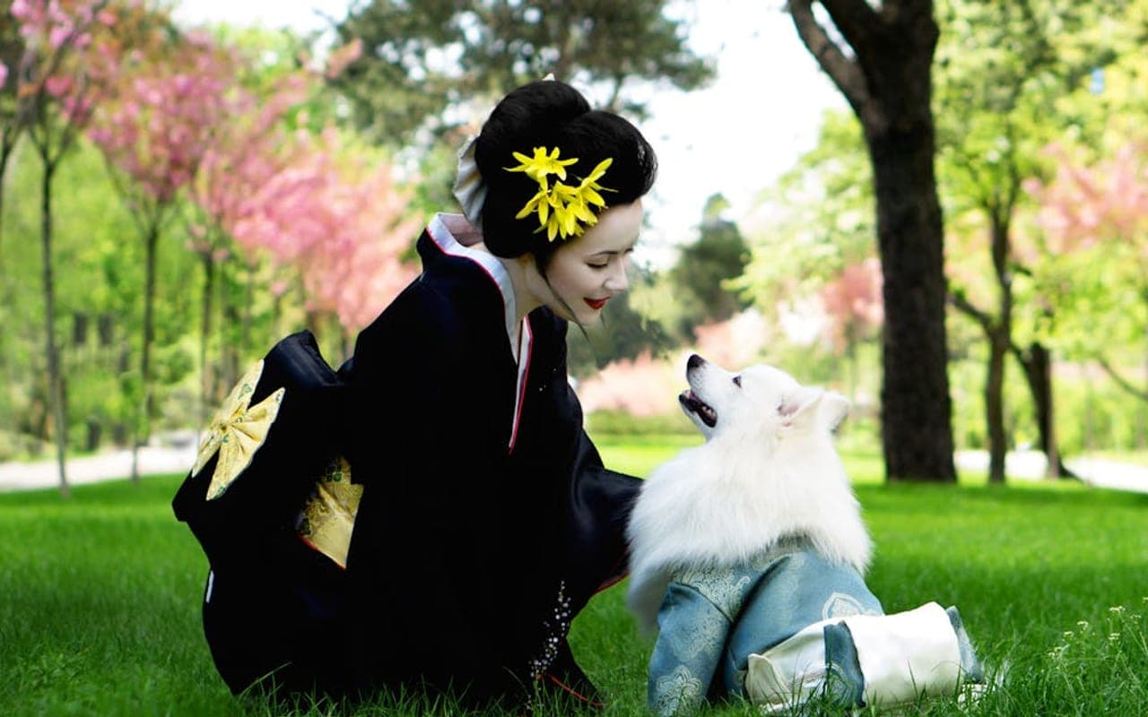 Japanese Spitz — gallery 2