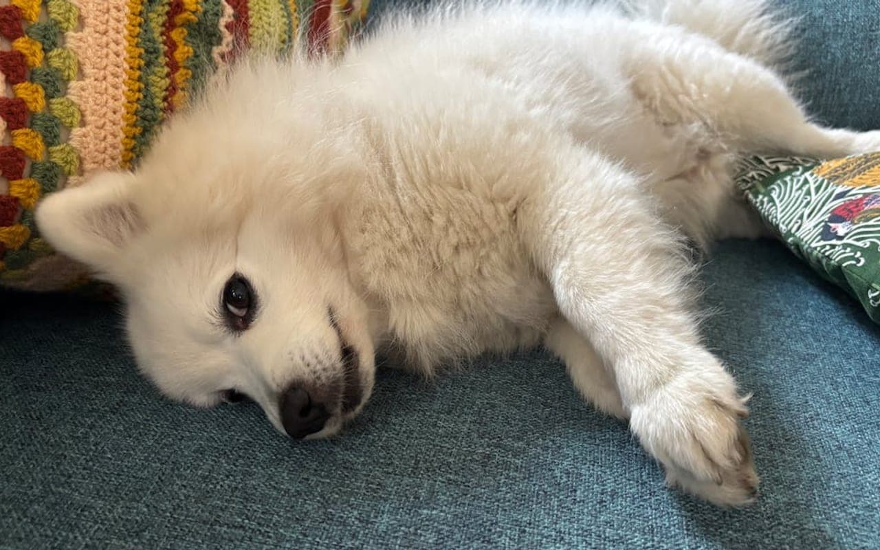 Japanese Spitz — gallery 3