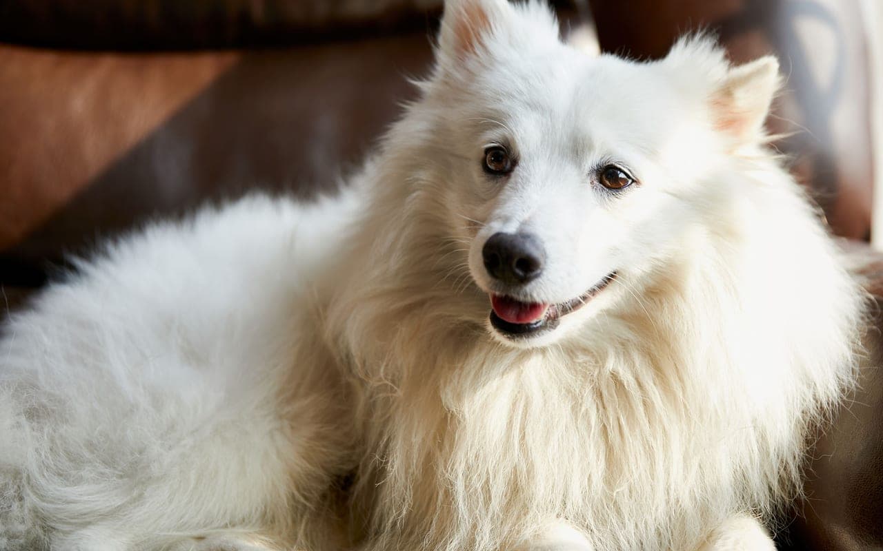 Japanese Spitz — photo by Tomal Bhattacharjee (Pexels)