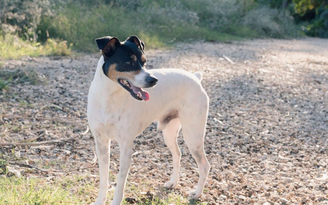 Japanese Terrier — gallery 2