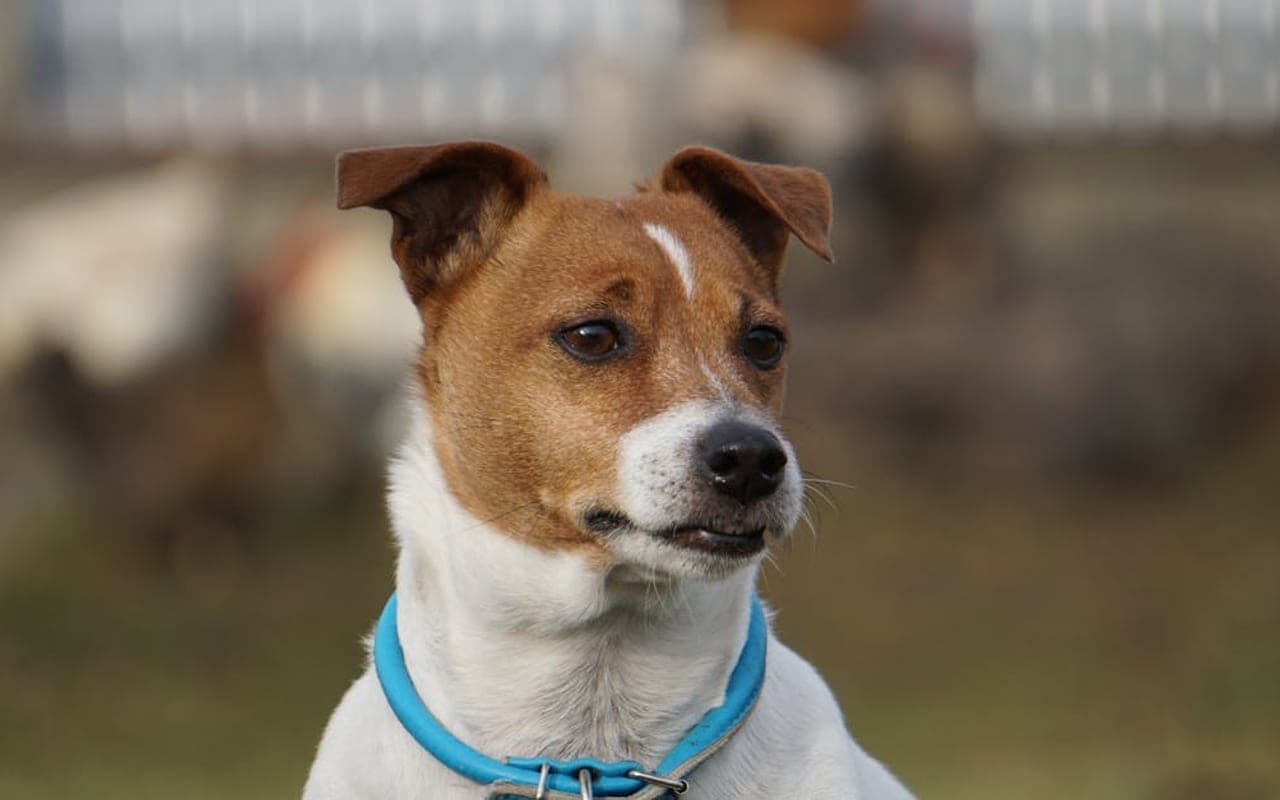 Japanese Terrier — gallery 3