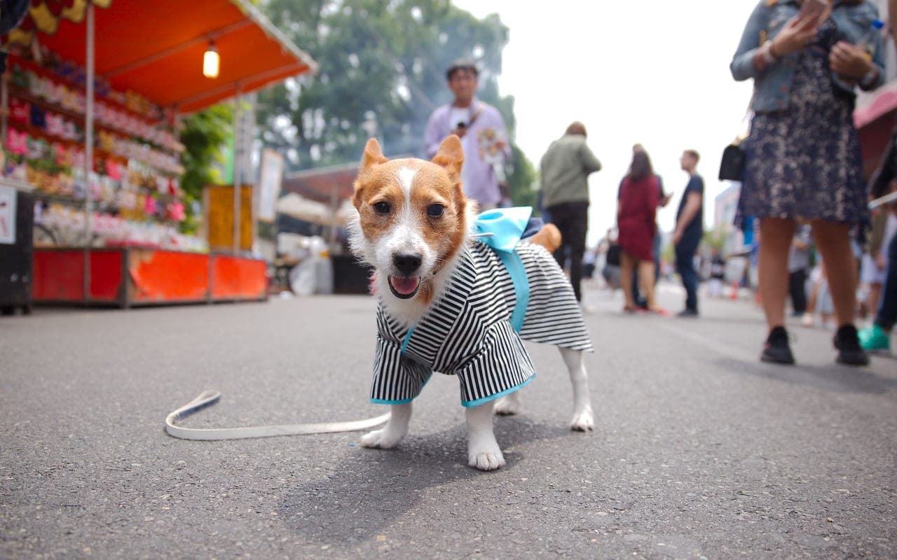 Japanese Terrier — photo by Domenico Solimeno (Pexels)