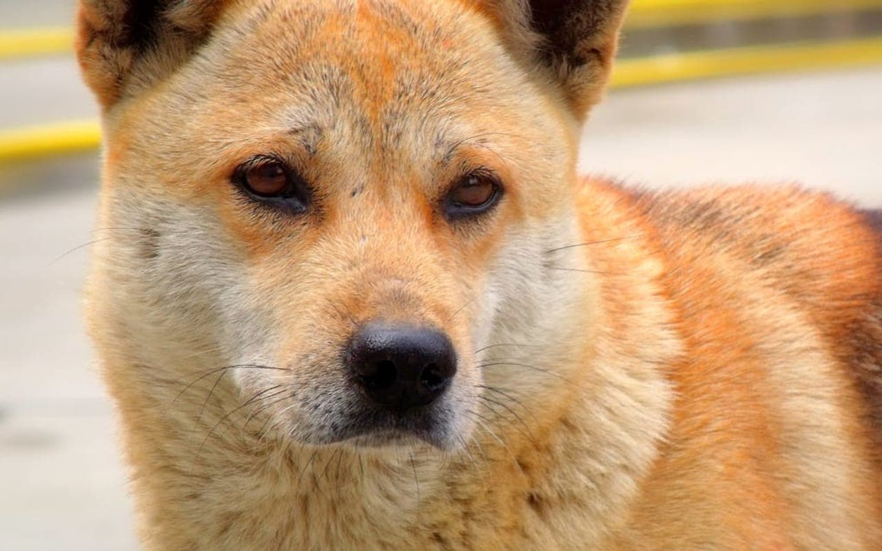 Jindo dog breed