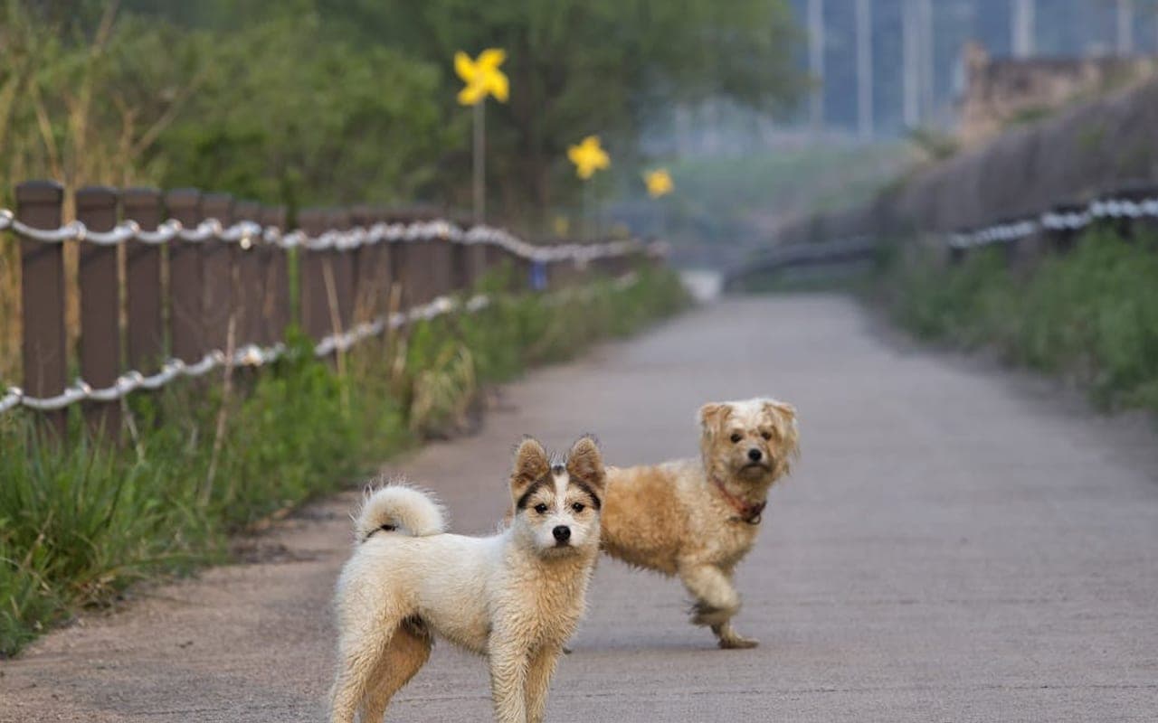 Jindo — gallery 2