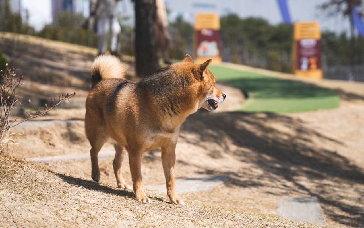 Jindo — gallery 3