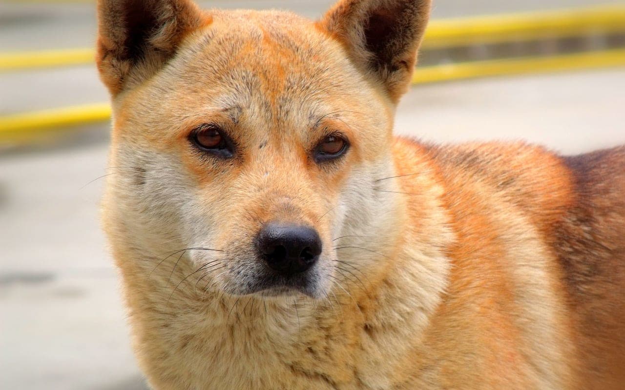 Jindo — photo by 逸 林 (Pexels)