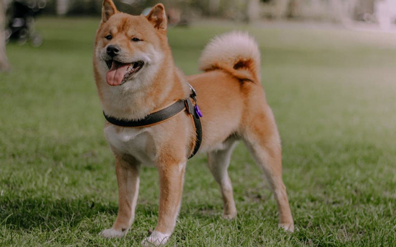 Kai Ken dog breed