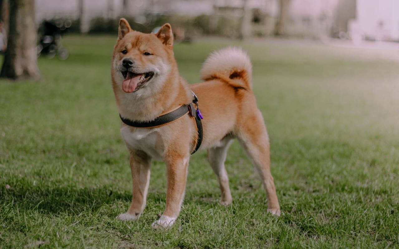 Kai Ken — photo by Sadettin Dogan (Pexels)