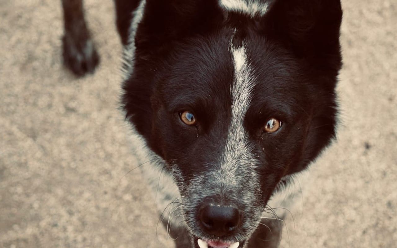 Karelian Bear Dog dog breed portrait