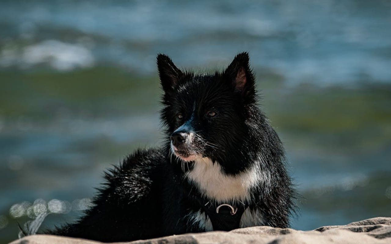 Karelian Bear Dog — gallery 2