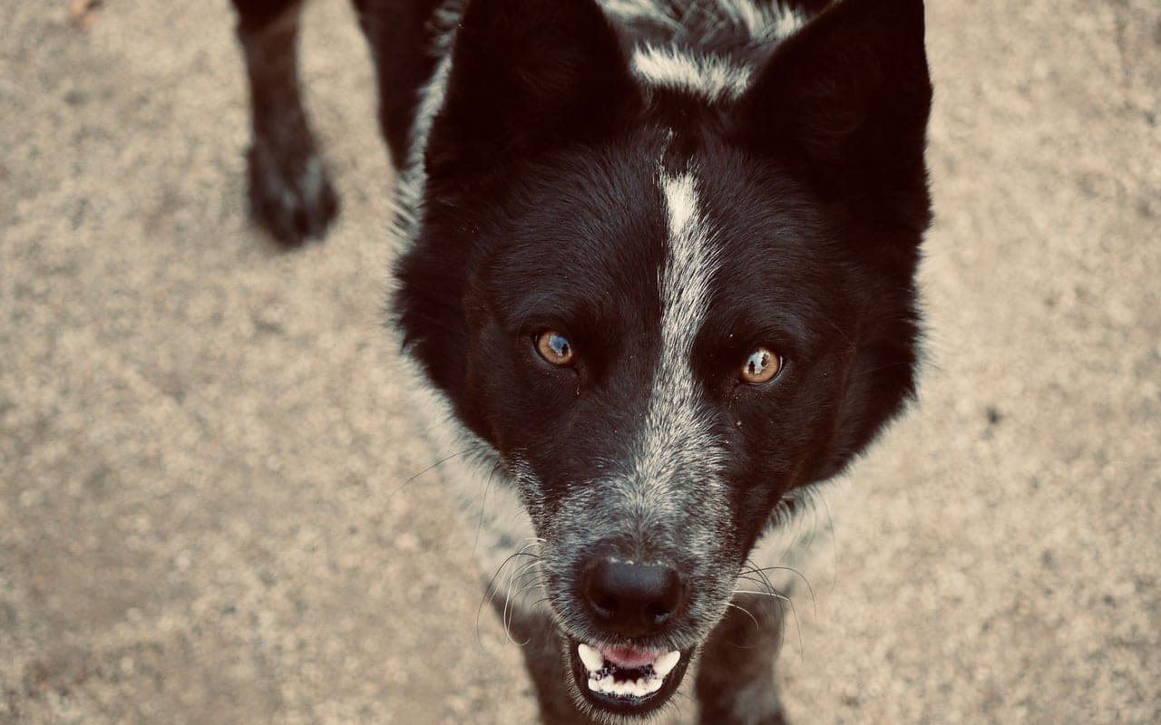 Karelian Bear Dog — photo by Isaac Guerrero (Pexels)