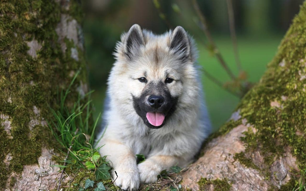 Keeshond dog breed portrait