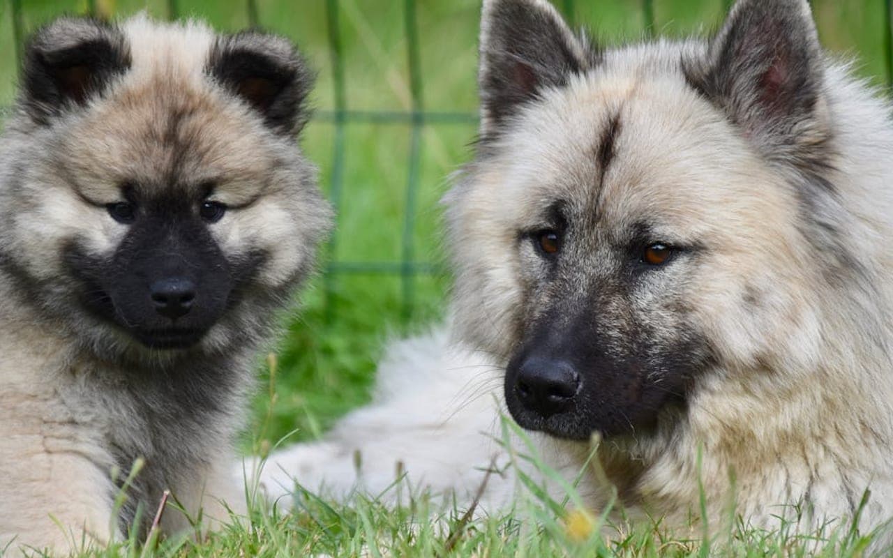 Keeshond — gallery 2