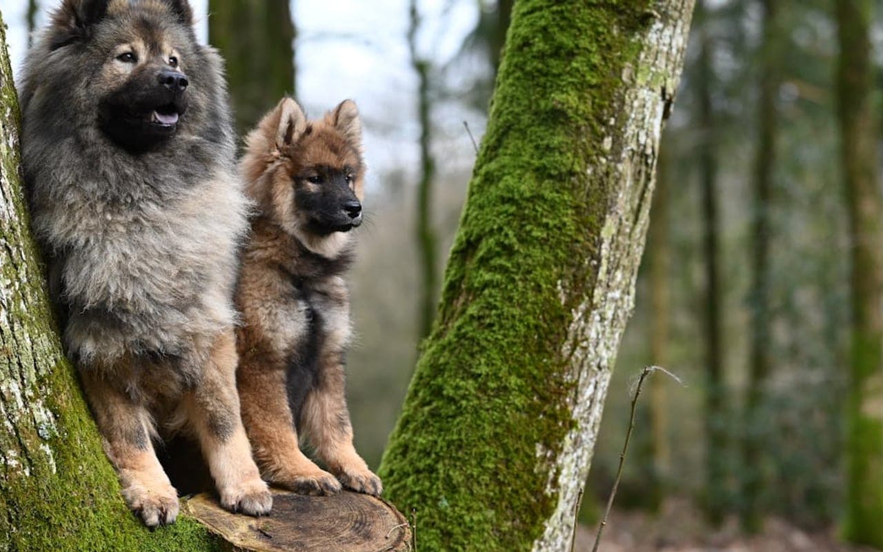 Keeshond — gallery 3