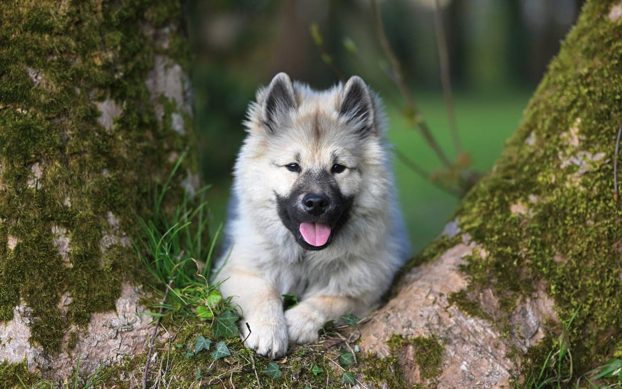 Keeshond — photo by JacLou- DL (Pexels)