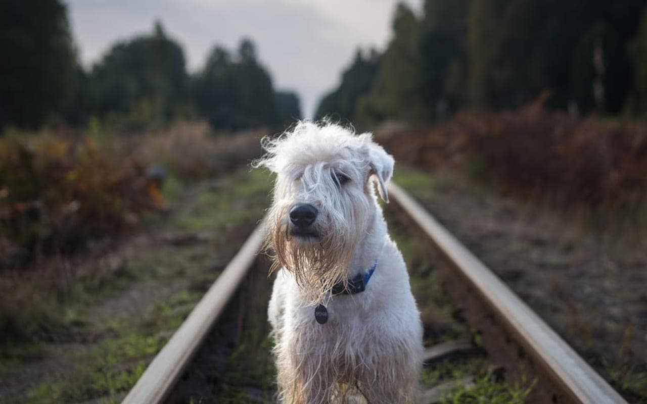 Kerry Blue Terrier — gallery 3