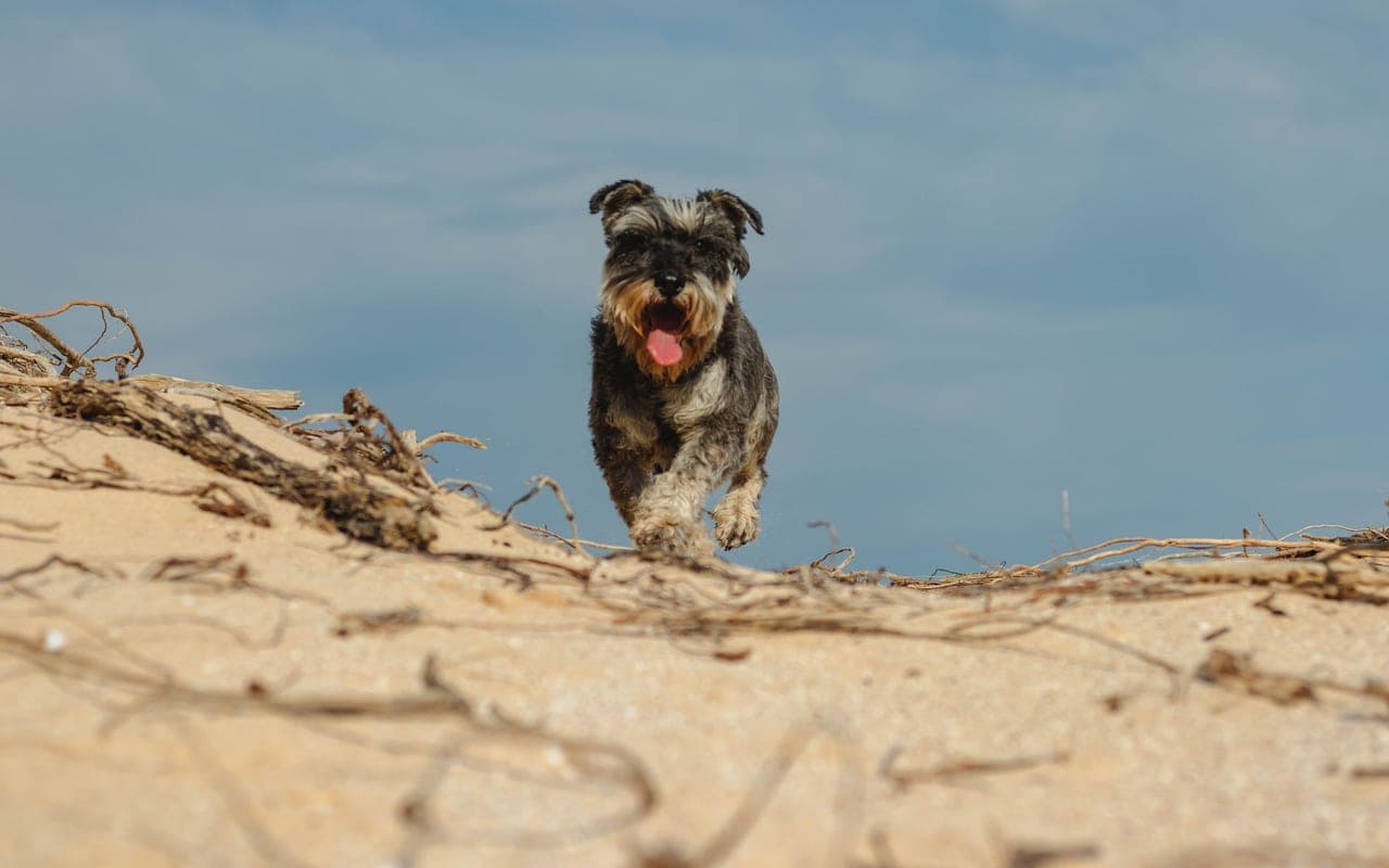 Kerry Blue Terrier — photo by Ryan Lansdown (Pexels)
