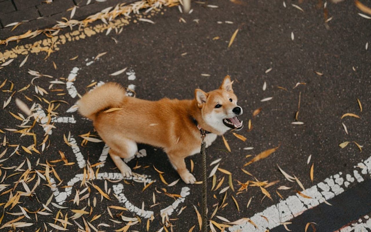 Kishu Ken — gallery 2