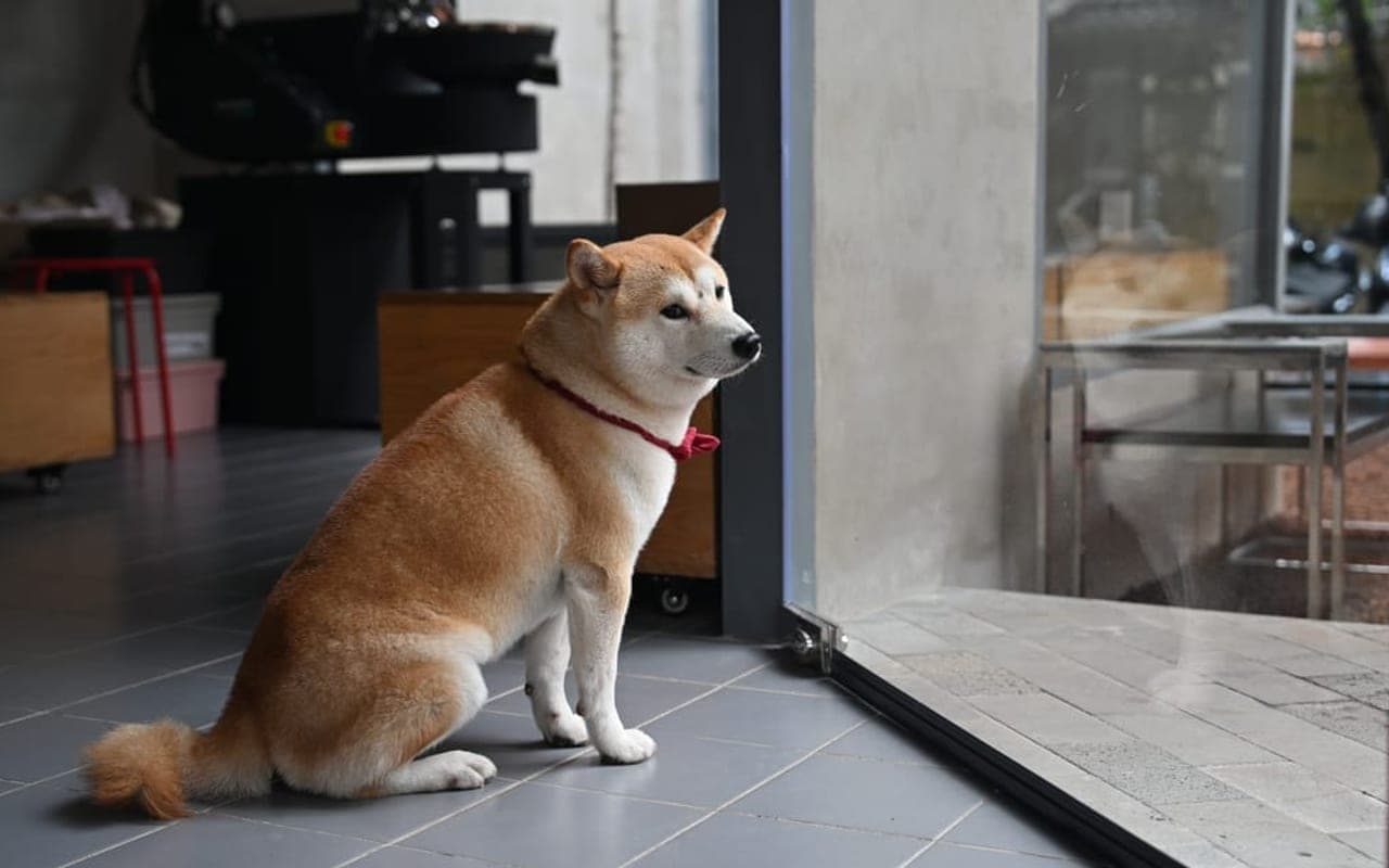 Kishu Ken — gallery 3