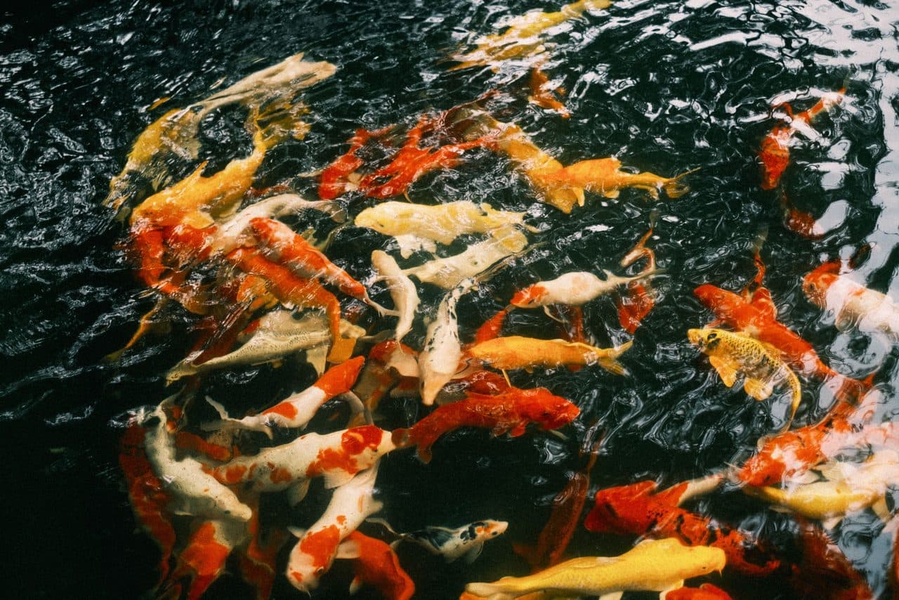 Koi — Koi — photo by Quý Nguyễn (Pexels)