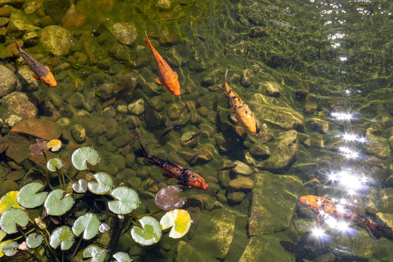 Koi — Koi — photo by Mayara Caroline Mombelli (Pexels)